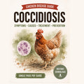 Coccidiosis Chicken Disease Guide | Symptoms, Causes, Treatment (PDF Download)