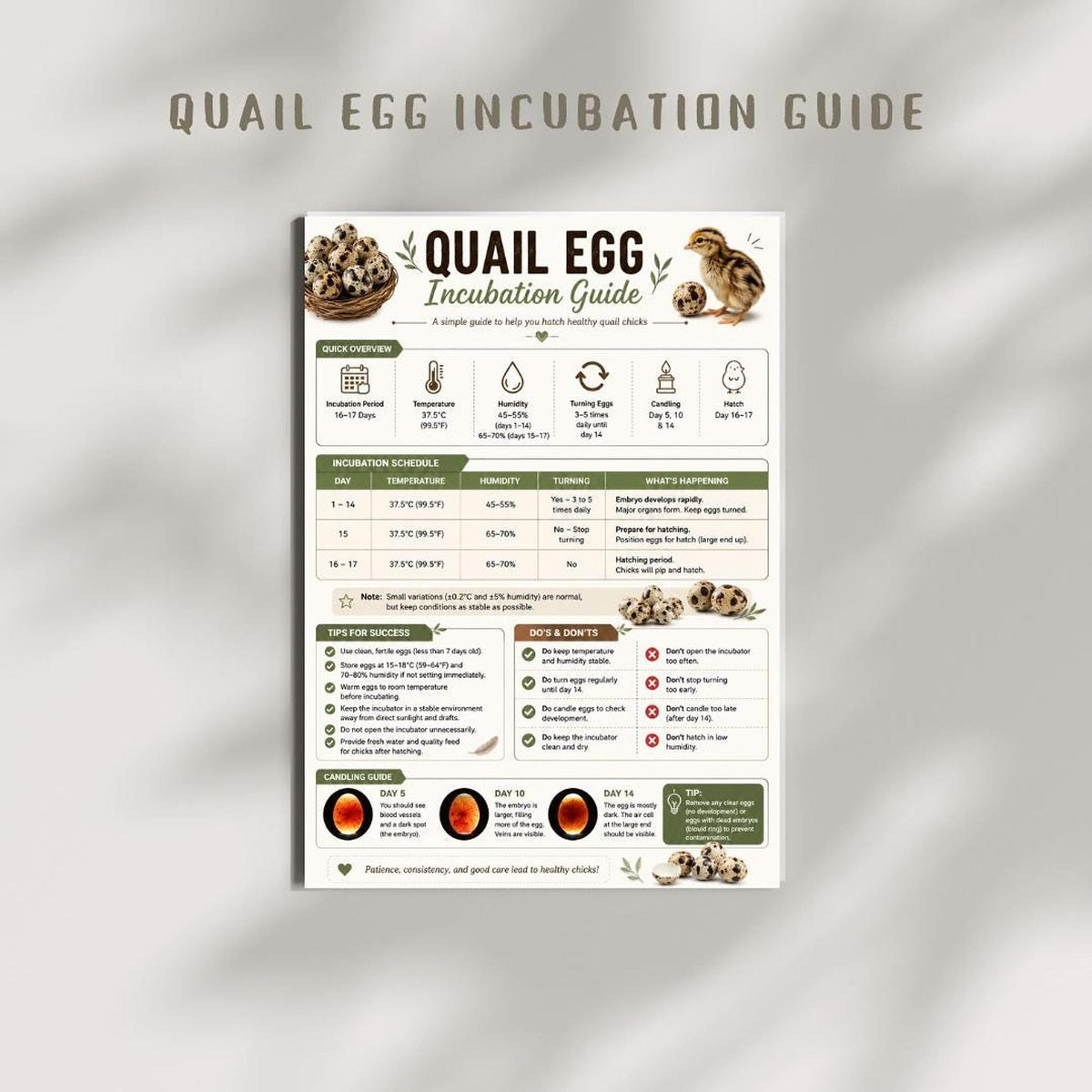 Quail Incubation Guide And Tracker, A4 Printable PDF Bundle